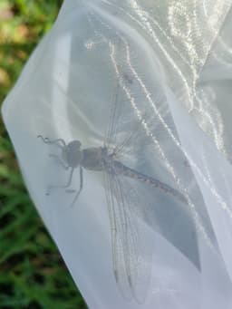 A yellow and black dragonfly in a sheer net.