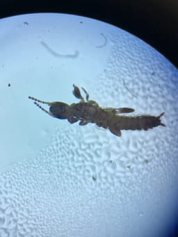 A small, dark colored insect under a microscope.