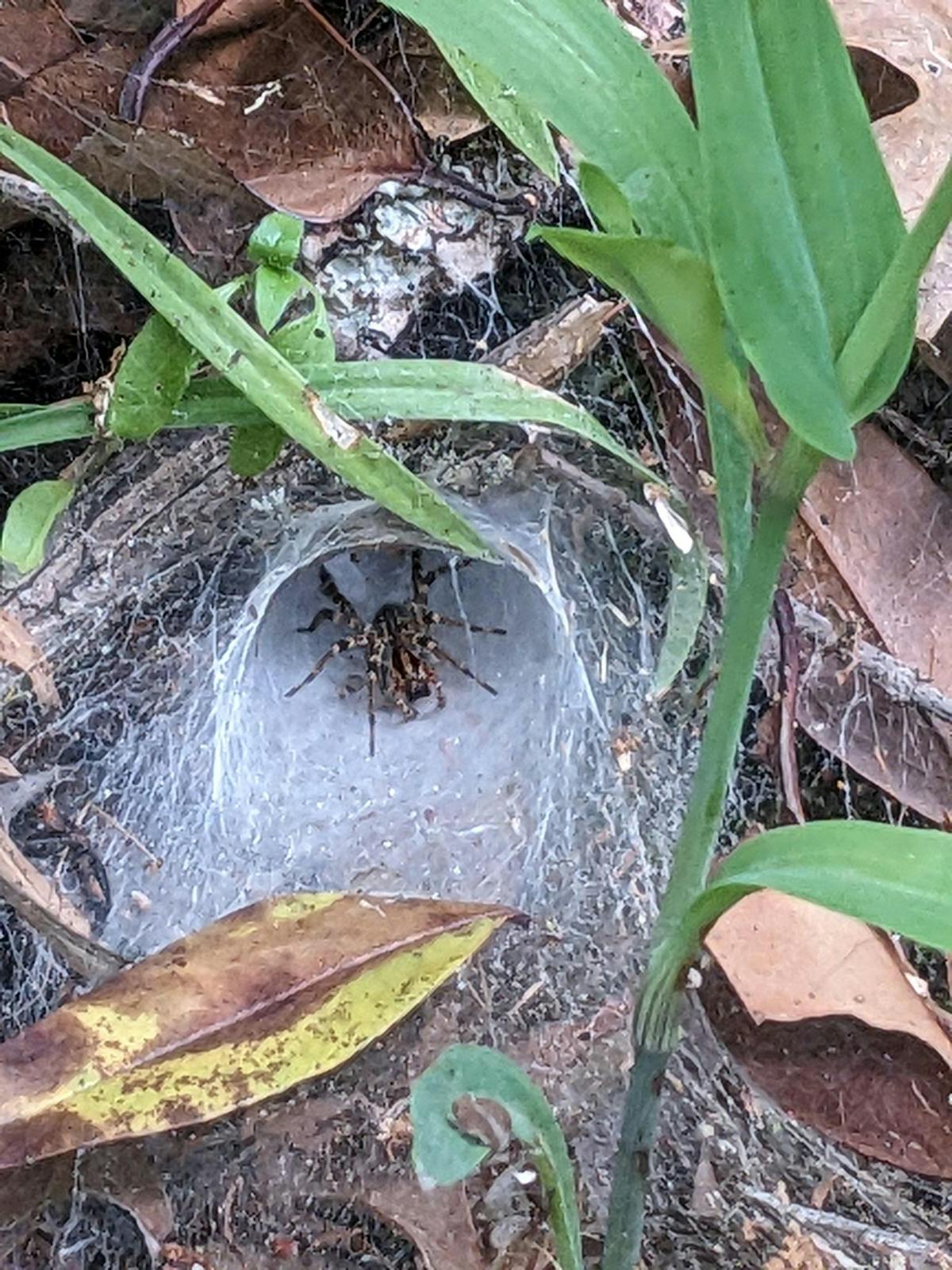 brown and black spider with banded legs tucked into its funnel web on the ground