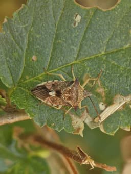 A mottled brown bug on a green leaf.