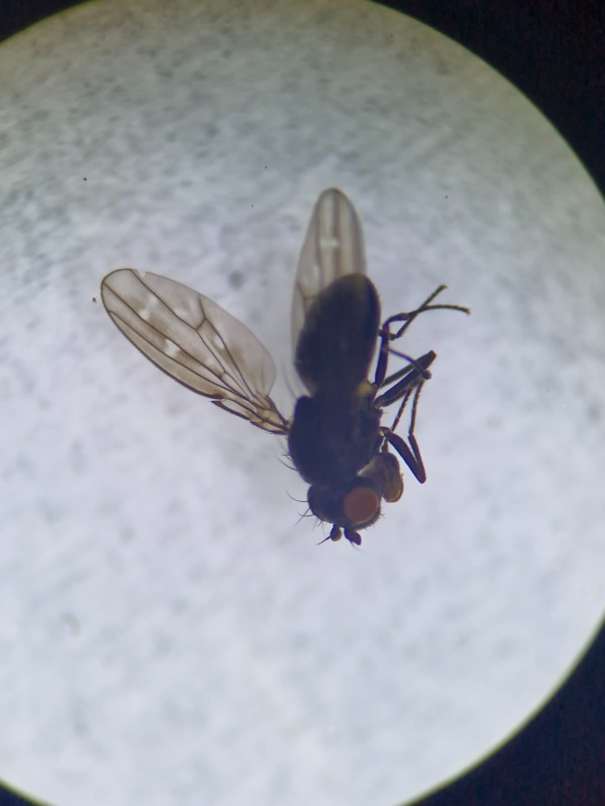 A small black fly with red eyes, under a microscope.