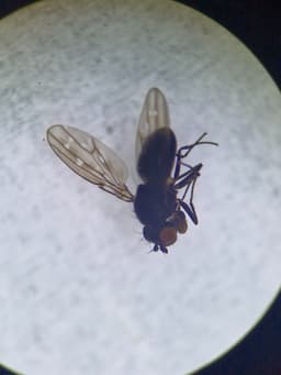 A small black fly with red eyes, under a microscope.