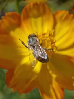 A bee on an orange flower. It has one leg raised, as if waving at the camera.