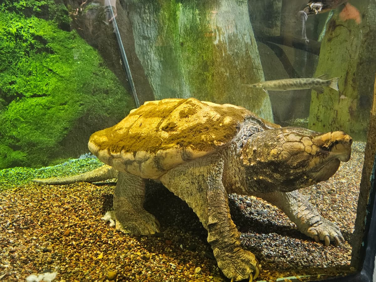 Alligator Snapping Turtle