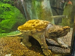 Alligator Snapping Turtle