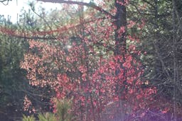 Photo of trees blooming with small pink flowers.