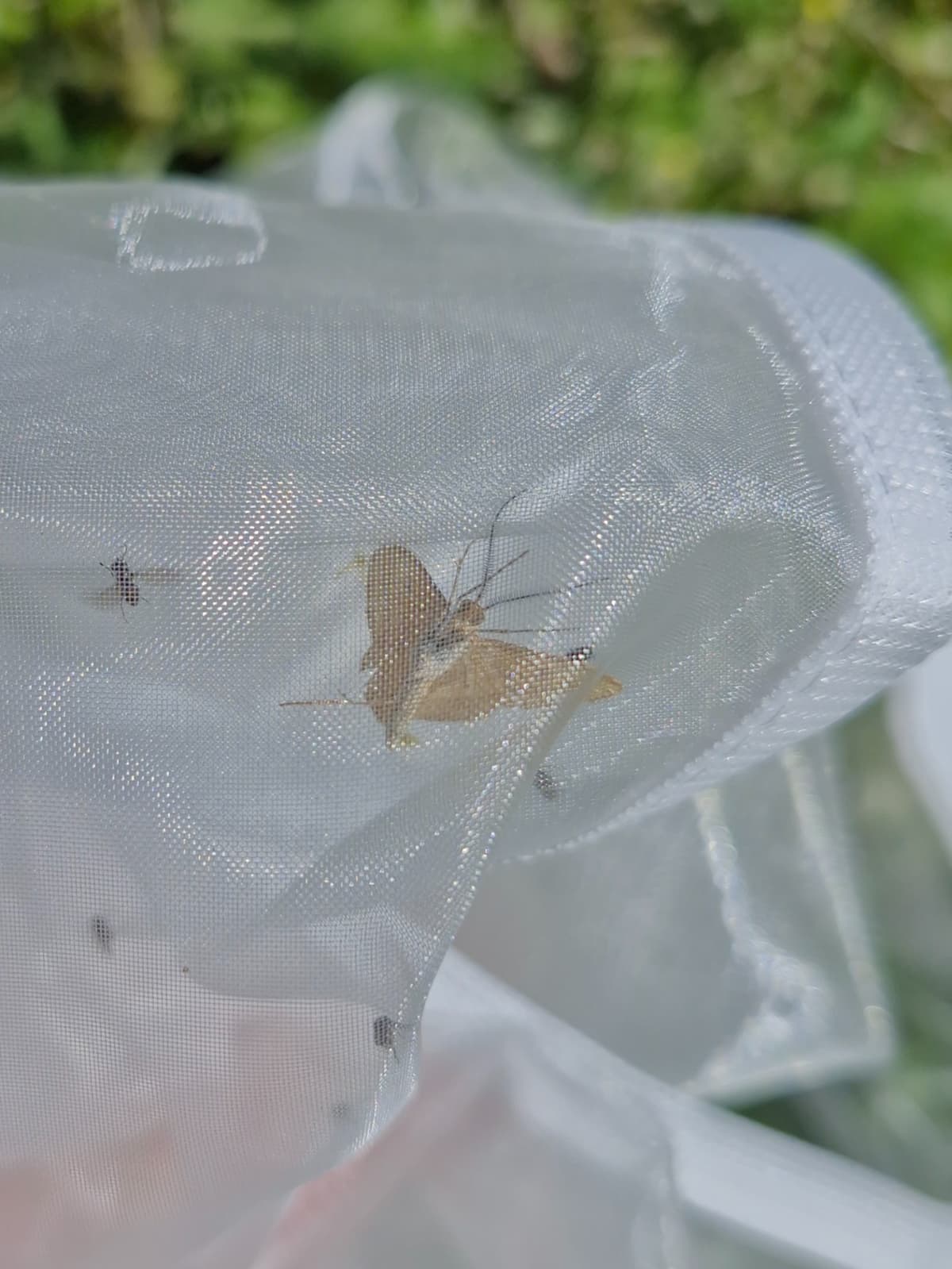 A small tan moth in a sheer net, from the underside.