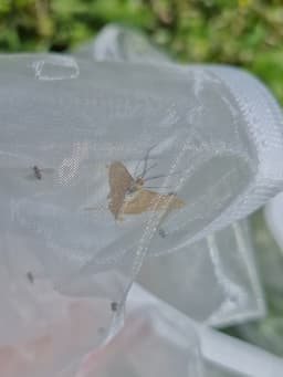 A small tan moth in a sheer net, from the underside.