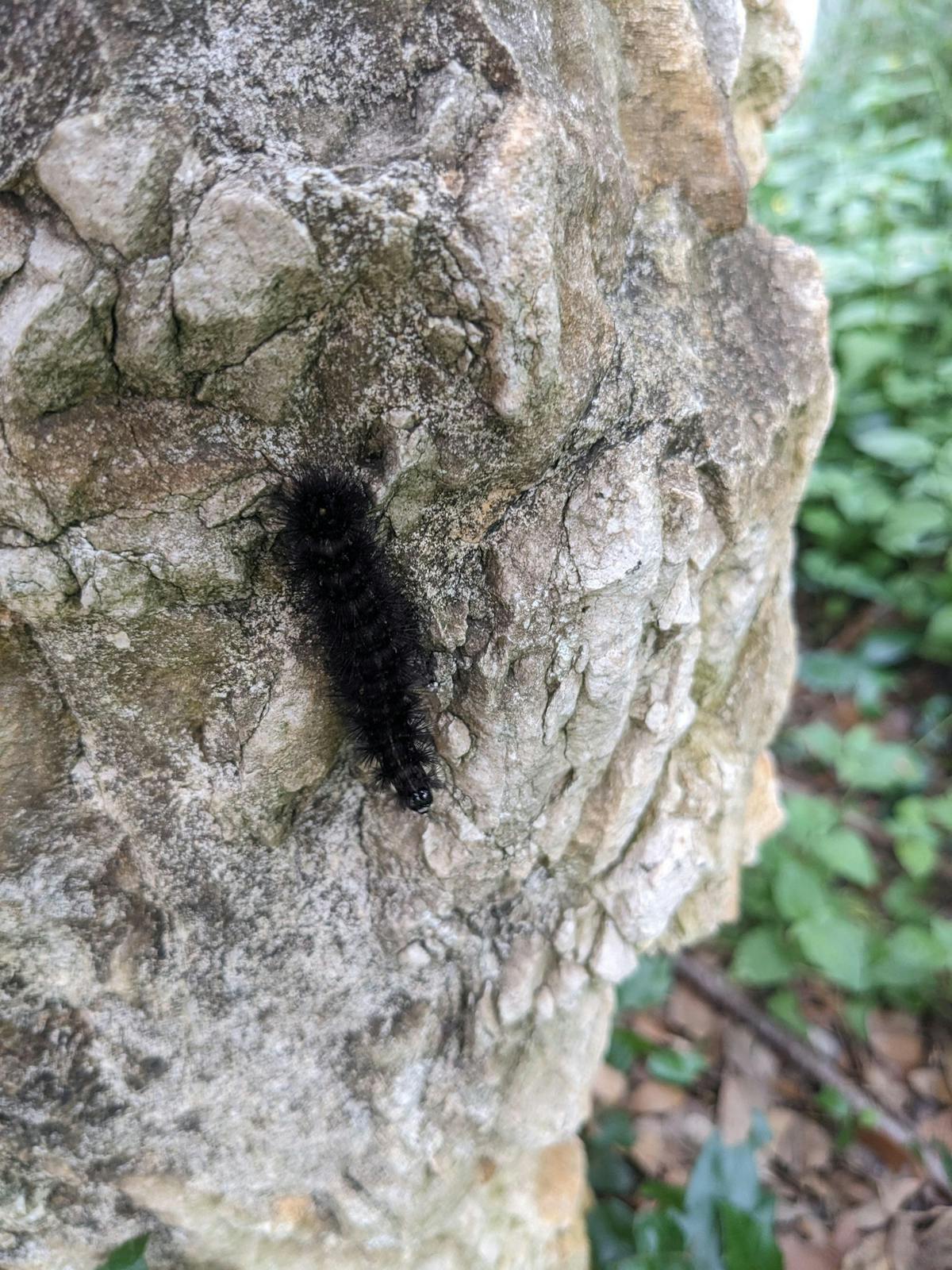 black fuzzy caterpillar on a rock
