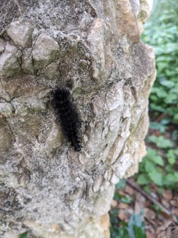 black fuzzy caterpillar on a rock