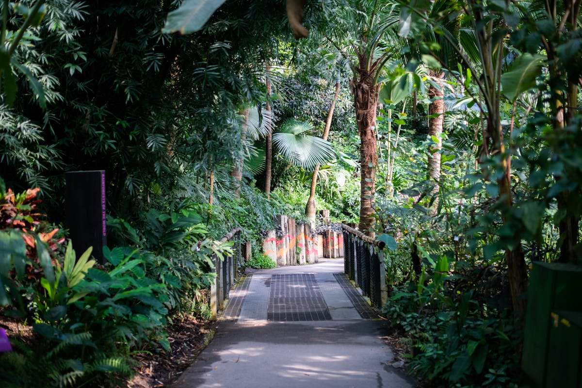 a photo of lots of plants and palm trees with a path down the middle in the rainforest biome