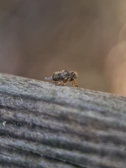 A small brown bug nymph on a wooden fence.
