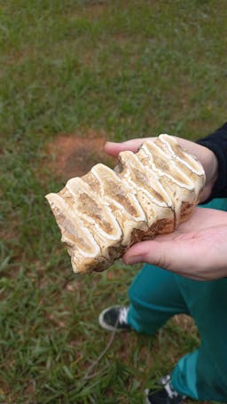 a person holding an elephant's molar