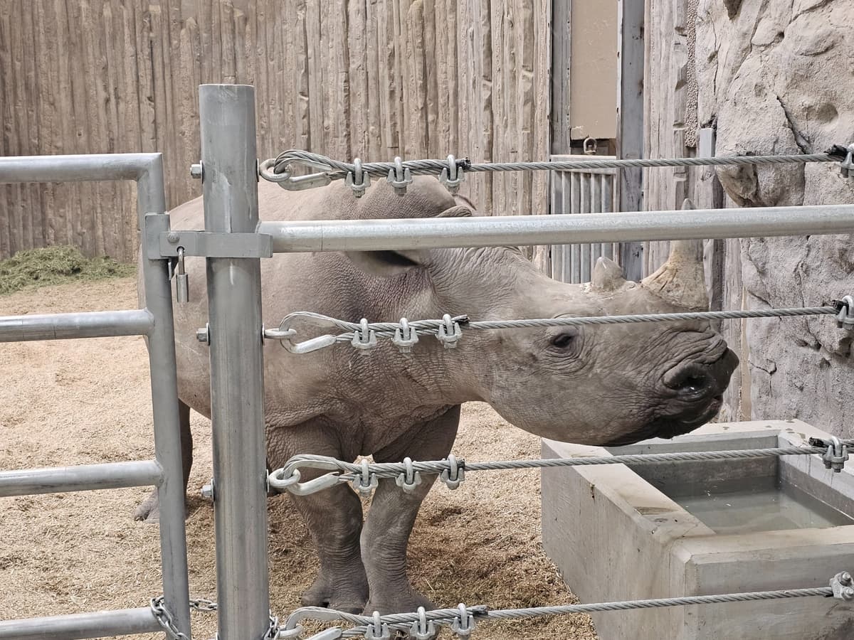 Southern White Rhino
