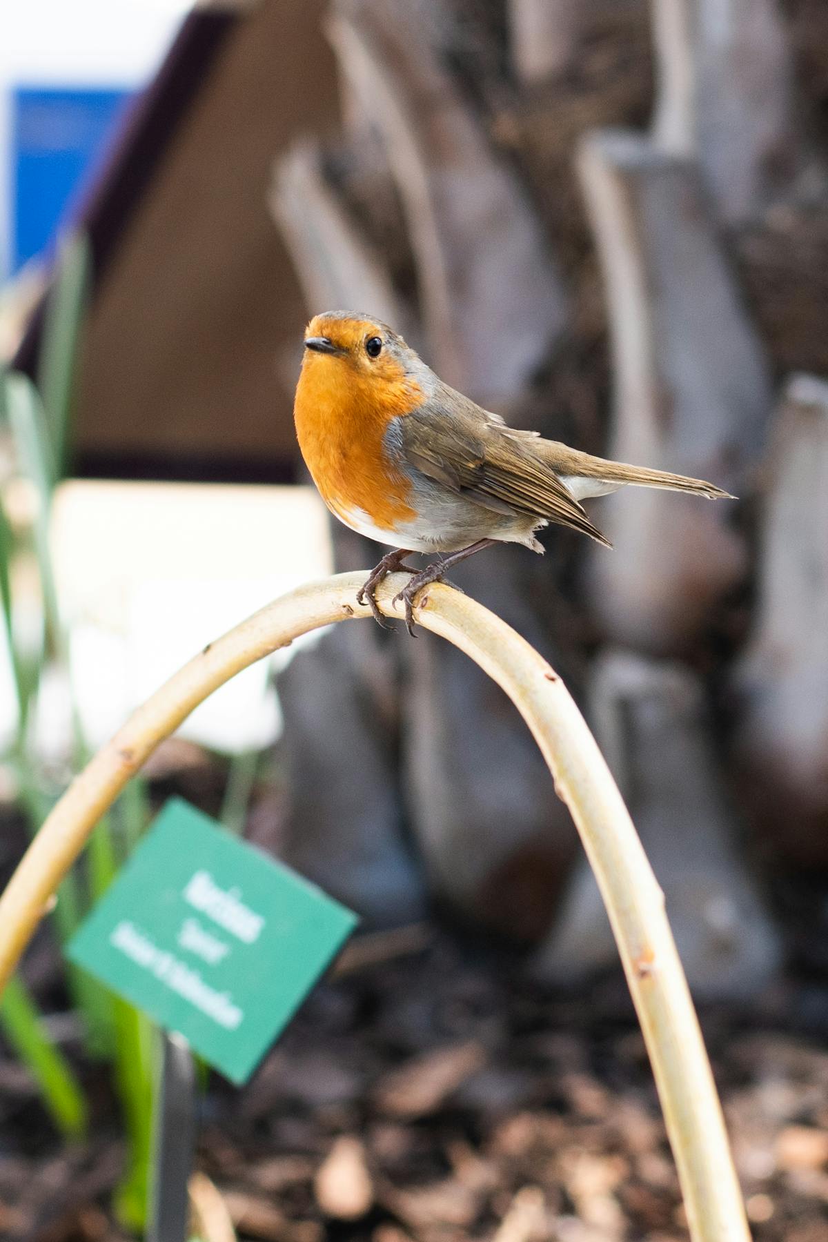 a robin on a stick