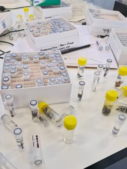 Many small clear plastic bottles on a white table. Each bottle is labelled, and has an insect inside.