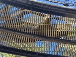 Tiger directly above me