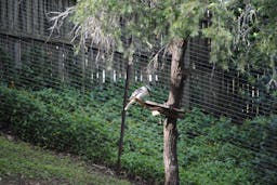 This is a kookaburra! Native to Australia!