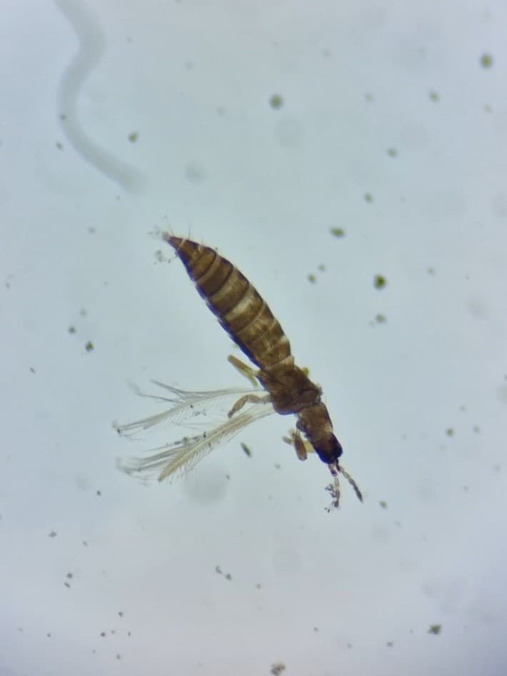 A small brown bug with feathery wings under a microscope.