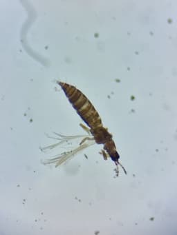 A small brown bug with feathery wings under a microscope.