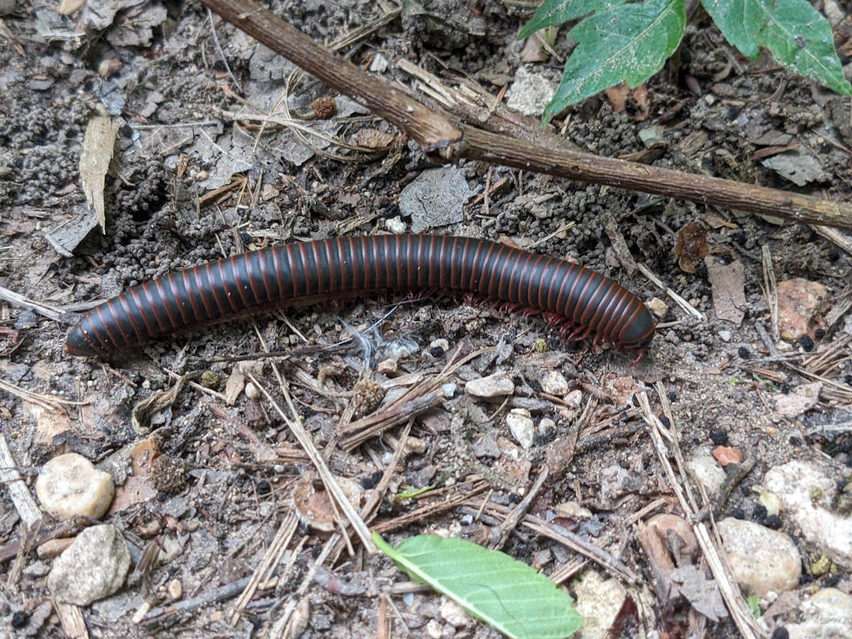 black millipede with reddish-brown bands walking along the ground