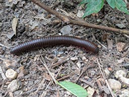 black millipede with reddish-brown bands walking along the ground