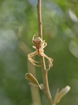 A beige spider climbing down a plant stem.