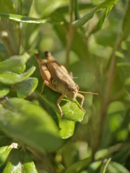 A brown grasshopper sitting on a plant leaf.