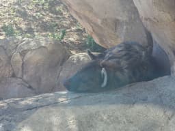 Hyena sleeping