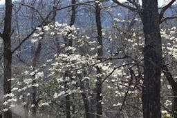 Photo of a dogwood tree in bloom.