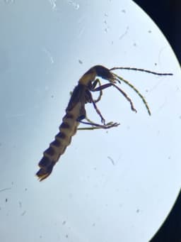 A long beetle, under a microscope.