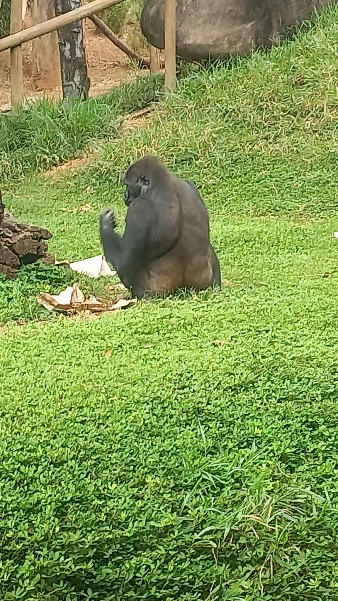 a big black gorilla eating with his back to the camera sitting on the grass