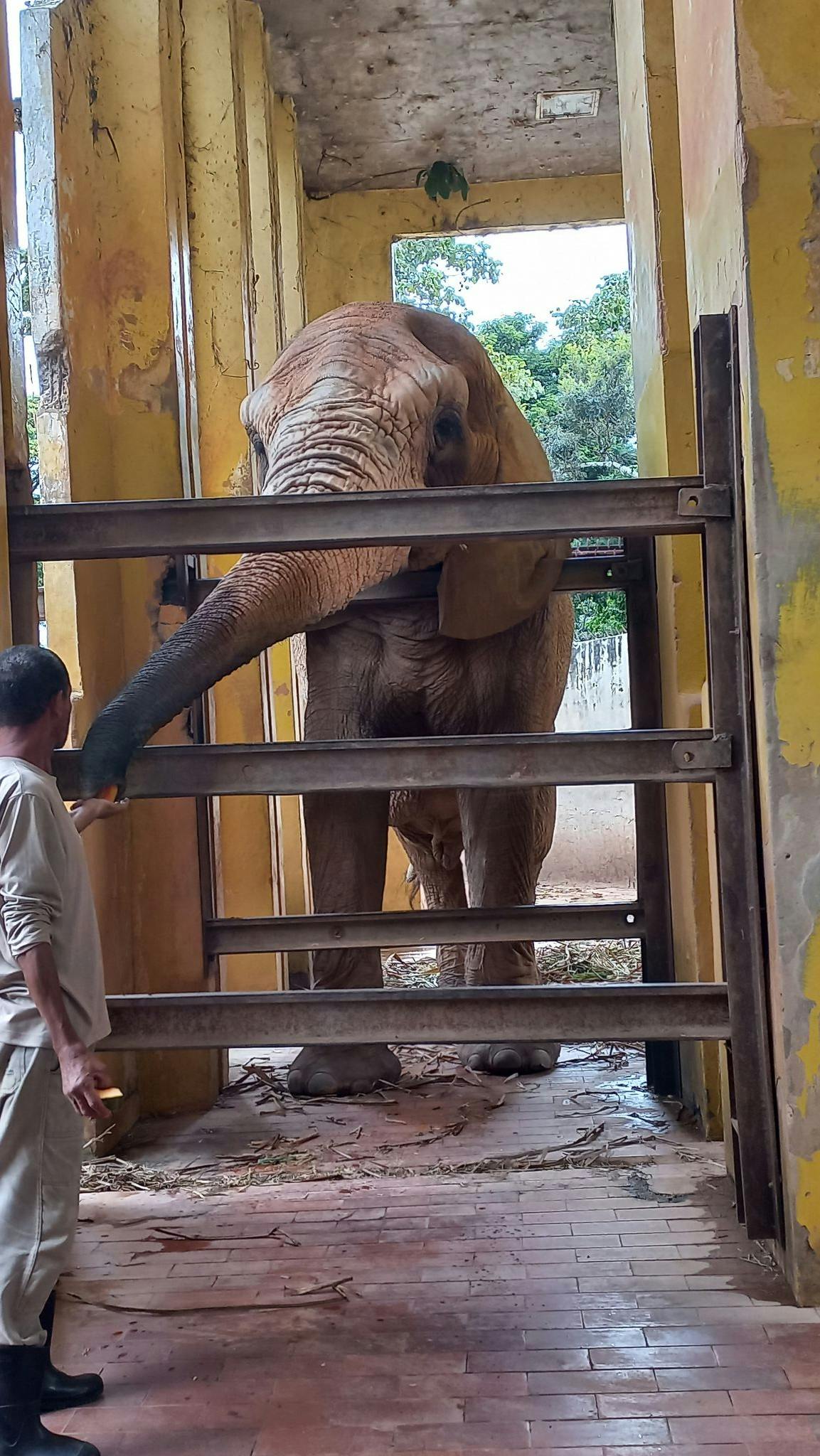 a big elephant inside his enclosure getting fed by a man 