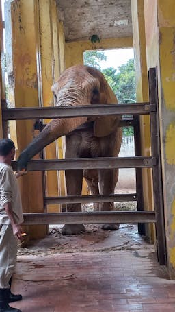 a big elephant inside his enclosure getting fed by a man 