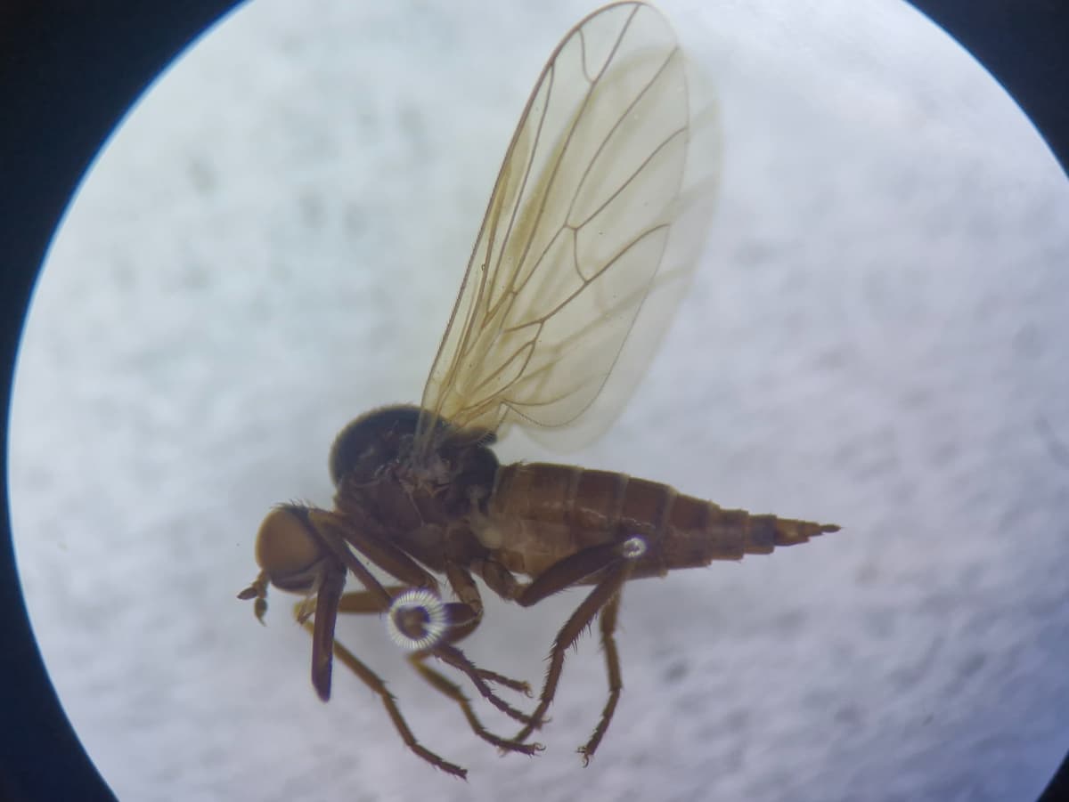 Side view of a brown fly, under a microscope.