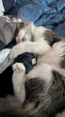 My cat laying in my bed in a shrimp position, using my bed cover as a body pillow.