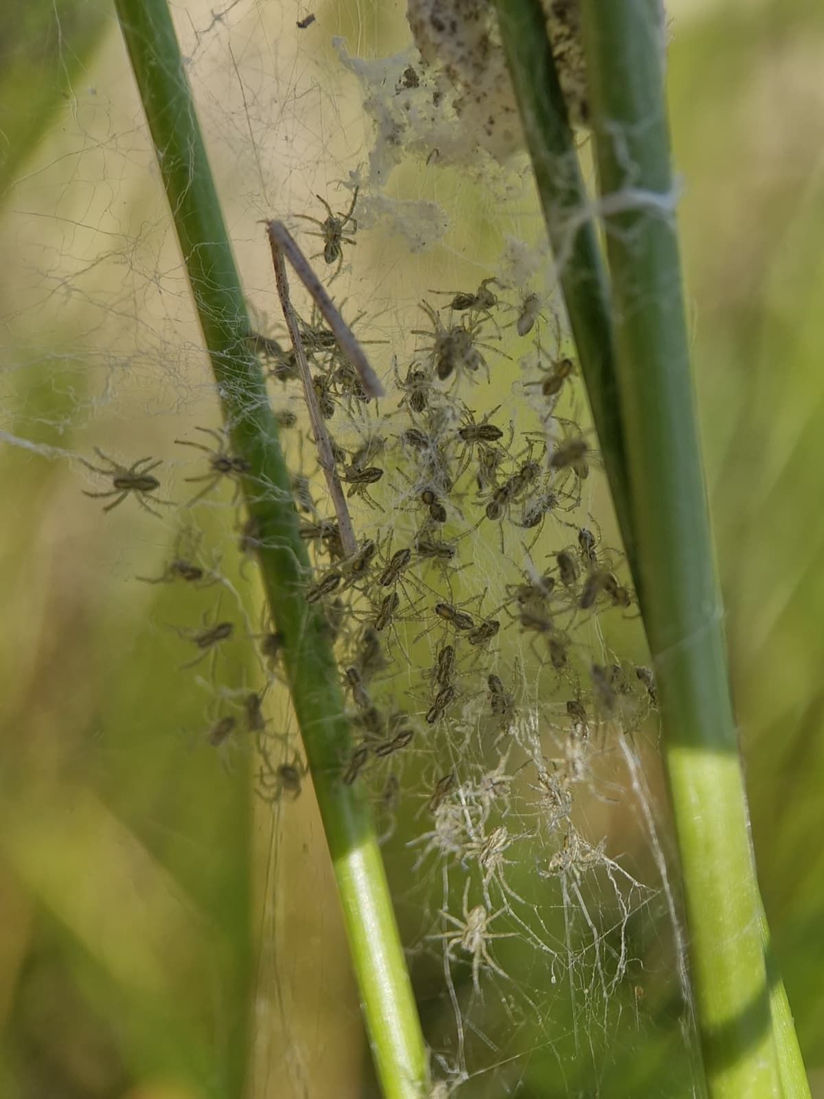 A bunch of tiny spiderlings on a web between plant stems.