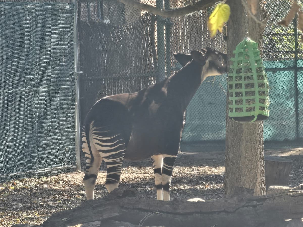 Okapi