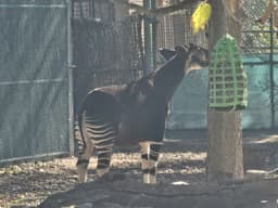 Okapi