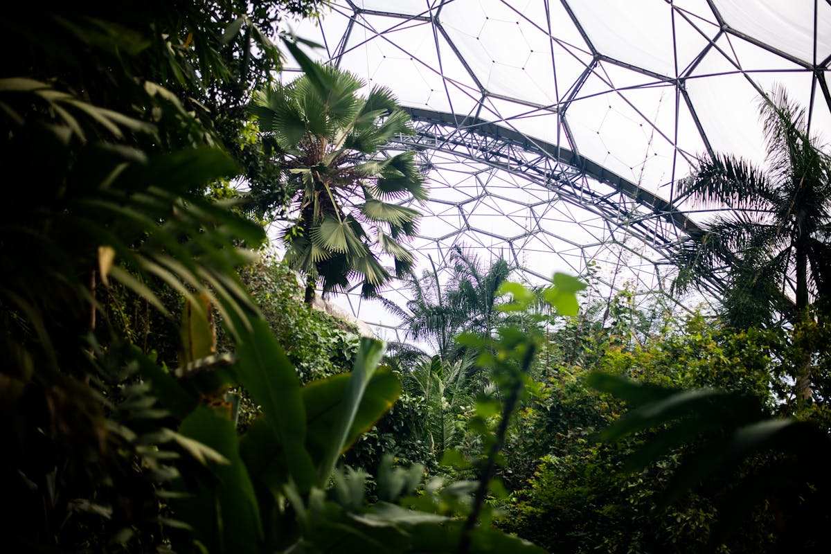 a photo of lots of plants and palm trees in the rainforest biome