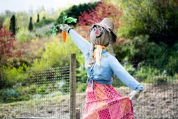 a scarecrow looking happy holding a carrot and wearing a skirt