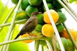 a bird having a snack
