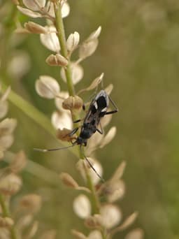 A black bug on the stem of a plant.