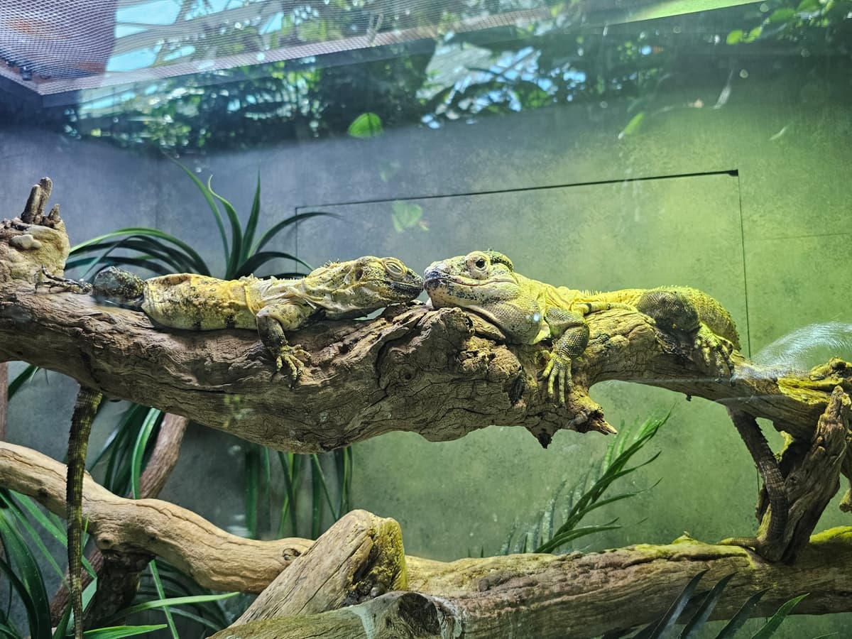 Mexican Spiny-Tailed Iguanas