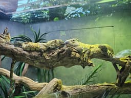 Mexican Spiny-Tailed Iguanas