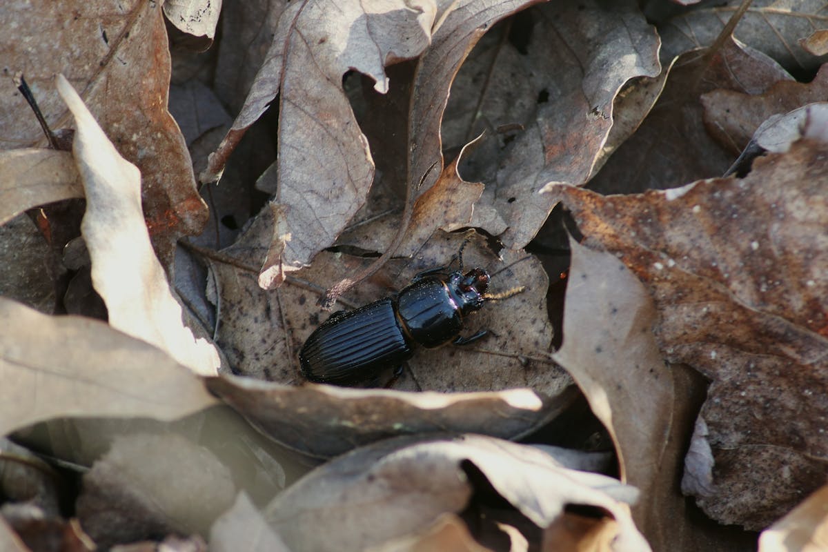 Photo of a large black beetle crawling over dead leaves.