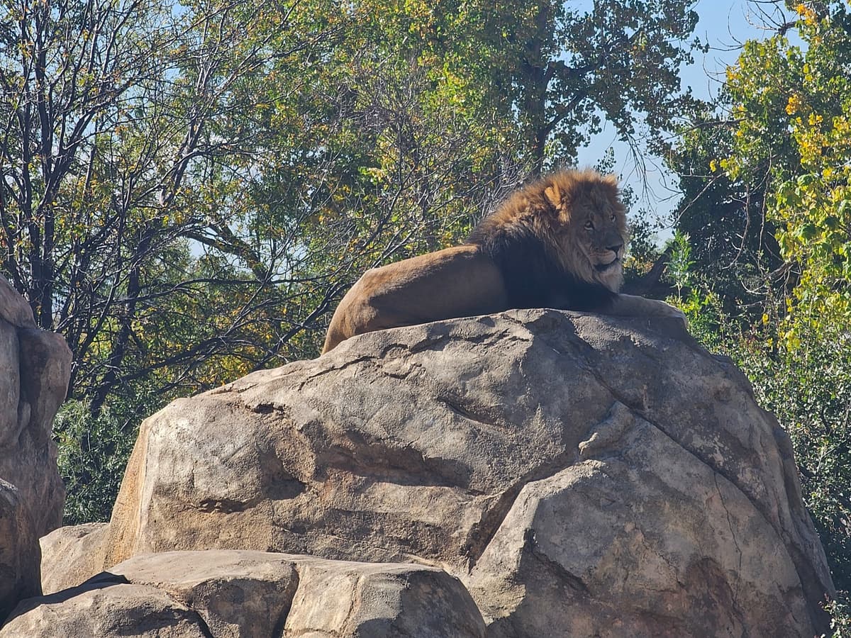 Male lion sunning on boulder