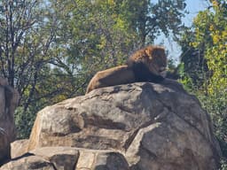 Male lion sunning on boulder